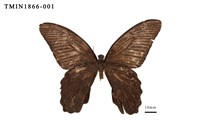 藏品(黑鳳蝶)的圖片